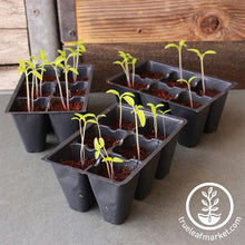 Load image into Gallery viewer, FALSE