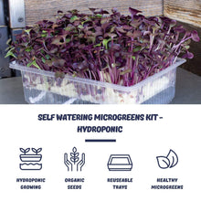 Load image into Gallery viewer, Self Watering Microgreens Kit