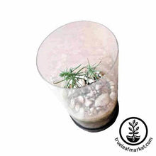 Load image into Gallery viewer, Red Maple Arbor Day Tree Kit