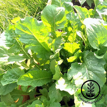 Load image into Gallery viewer, Easy & Delicious Bilingual Herb Seed Collection