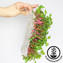 Load image into Gallery viewer, Premium Bamboo Microgreens Grow Mats