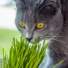 Load image into Gallery viewer, Cat Grass Seeds - Seed Blend (Organic)