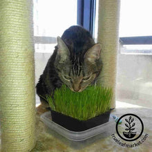 Load image into Gallery viewer, Dog & Cat Pet Grass Kit