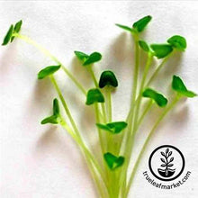 Load image into Gallery viewer, Chia (Organic) - Microgreens Seeds