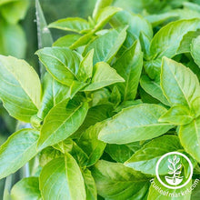 Load image into Gallery viewer, Easy & Delicious Bilingual Herb Seed Collection