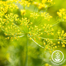 Load image into Gallery viewer, Easy & Delicious Bilingual Herb Seed Collection