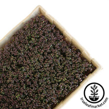 Load image into Gallery viewer, True Micro Tray - ECO Compostable Trays