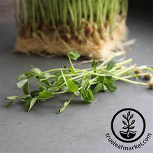 Load image into Gallery viewer, Pea - Dun - Microgreens Seeds