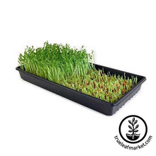 Load image into Gallery viewer, Soil-Based Microgreens Starter Kit