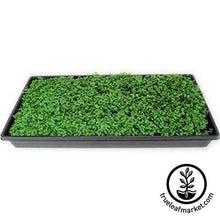 Load image into Gallery viewer, Hydroponic Microgreens Starter Kit