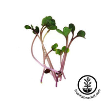 Load image into Gallery viewer, Seed Assortment: Colorful Microgreens