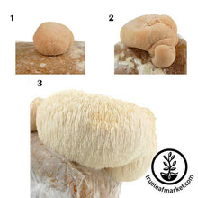Load image into Gallery viewer, Mojo Pro-Gro Lions Mane Mushroom Grow Kit