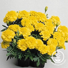 Load image into Gallery viewer, Marigold Seeds - Janie Series