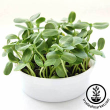 Load image into Gallery viewer, Mini Microgreens Growing Kits - Wholesale
