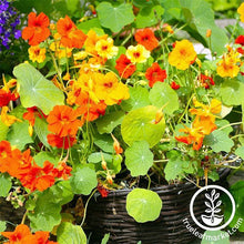 Load image into Gallery viewer, Fast & Easy Bilingual Flower Seed Collection