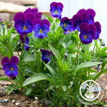 Load image into Gallery viewer, FALSE