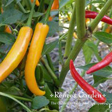 Load image into Gallery viewer, Renees Garden - Spicy Chile Garden Seed Collection