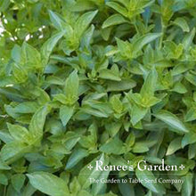 Load image into Gallery viewer, Renees Garden - Basil Lover’s Bonanza Collection