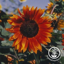 Load image into Gallery viewer, Fast & Easy Bilingual Flower Seed Collection
