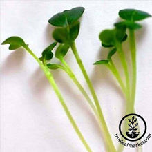 Load image into Gallery viewer, Seed Assortment: Exotic Microgreens
