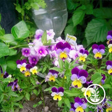 Load image into Gallery viewer, FALSE