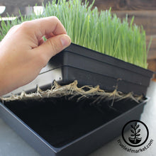 Load image into Gallery viewer, Starter Organic Wheatgrass Growing Kit
