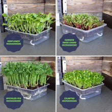 Load image into Gallery viewer, Self Watering Microgreens Kit
