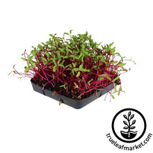 Load image into Gallery viewer, Seed Assortment: Microgreen Seeds - Soil Selection
