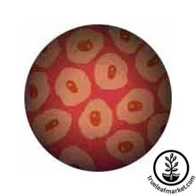 Load image into Gallery viewer, Takara Detox Foot Patches
