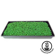 Load image into Gallery viewer, Chia (Organic) - Microgreens Seeds
