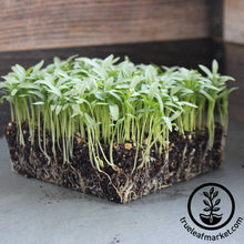 Load image into Gallery viewer, Seed Assortment: Microgreen Seeds - Soil Selection
