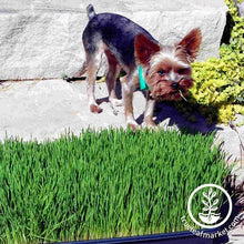 Load image into Gallery viewer, Dog &amp; Cat Pet Grass Kit
