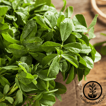 Load image into Gallery viewer, Fenugreek (organic) - Herb Seeds
