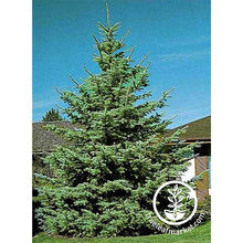 Load image into Gallery viewer, Colorado Blue Spruce Tree Kit
