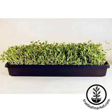 Load image into Gallery viewer, Deluxe Kit + Juicer (Wheatgrass Barleygrass and Sunflower)
