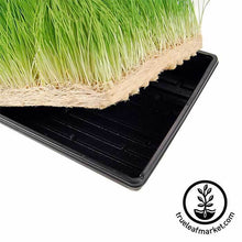 Load image into Gallery viewer, Hydroponic Wheatgrass Kit + Tornado Juicer
