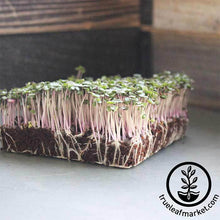 Load image into Gallery viewer, Seed Assortment: Basic Dozen Microgreens
