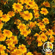 Load image into Gallery viewer, Marigold (Signata) Seeds - Gem Series
