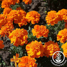 Load image into Gallery viewer, Marigold Seeds - Hero Series
