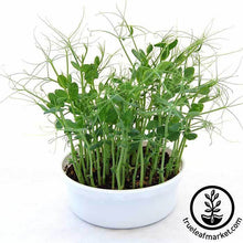 Load image into Gallery viewer, Mini Microgreens Growing Kits - Wholesale
