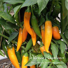 Load image into Gallery viewer, Renees Garden - Spicy Chile Garden Seed Collection
