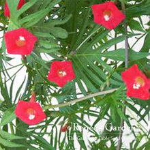 Load image into Gallery viewer, Renees Garden - Pollinator Flower Seed Collection
