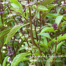 Load image into Gallery viewer, Renees Garden - Basil Lover’s Bonanza Collection
