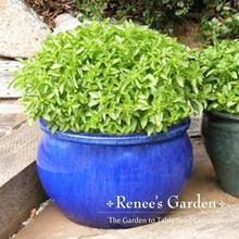 Load image into Gallery viewer, Renees Garden - Basil Lover’s Bonanza Collection
