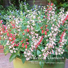 Load image into Gallery viewer, Renees Garden - Pollinator Flower Seed Collection
