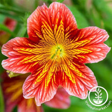 Load image into Gallery viewer, Salpiglossis Seeds - Royale Series
