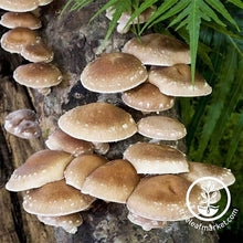 Load image into Gallery viewer, Dehydrated Whole Shiitake Mushrooms

