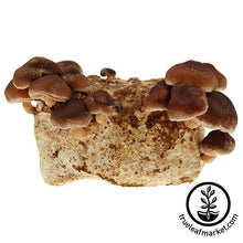 Load image into Gallery viewer, Mojo Pro-Gro Shiitake Mushroom Grow Kit
