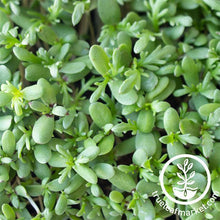 Load image into Gallery viewer, Shungiku (3 Color Daisy) Seeds- Microgreens
