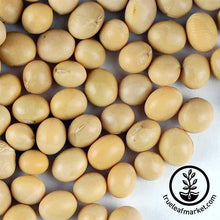 Load image into Gallery viewer, Soybeans - Yellow (organic) - Sprouting Seeds
